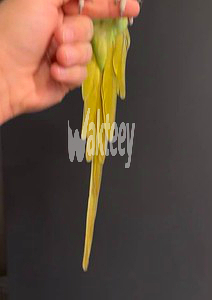 bghbghaaa-dr-amryky-mmtaz-llbyaa-big-3