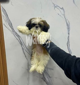 female-puppy-shih-tzu-big-2