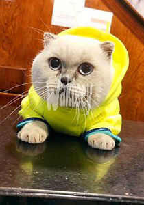 scottish-fold-big-0
