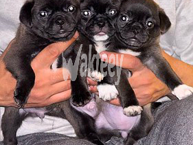 tea-cup-black-pug