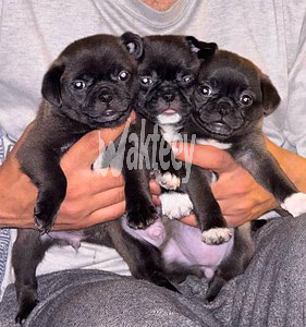 tea-cup-black-pug-big-2