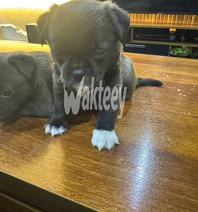 female-and-male-teacup-pugs-big-0