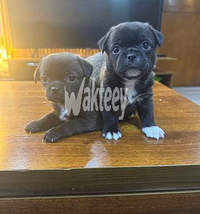 female-and-male-teacup-pugs-big-2