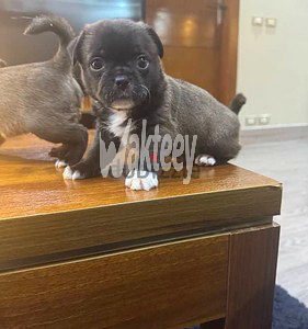 female-and-male-teacup-pugs-big-3