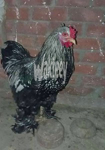dyk-brahma-asbryt-fdy-aamlak-mashaaa-allh-big-1